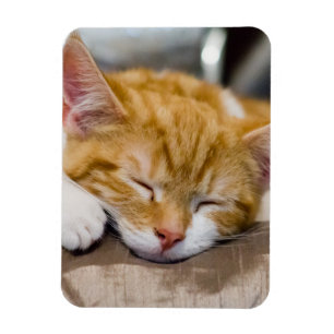 Imán Cute Kitten