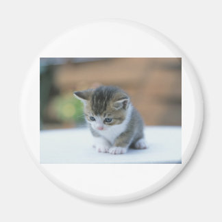 Imán Cute Kitten