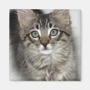 Imán Cute Kitten Magnet