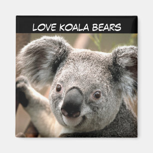 Imán Cute Koala Bear
