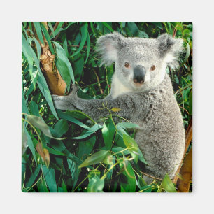 Imán Cute Koala Bear