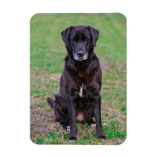 Imán Cute Labrador Mascota de Cachorros de Perro Negro (Vertical)