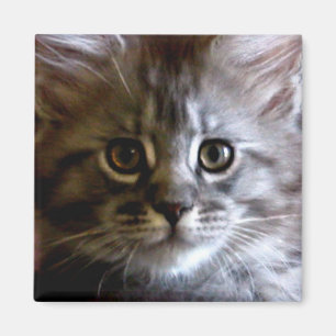 Imán Cute Maine Coon Kitten Face