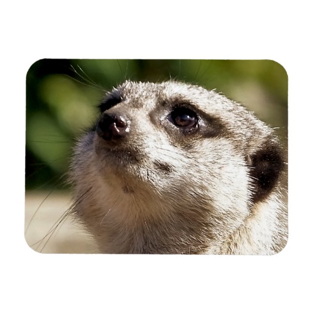 IMÁN CUTE MEERKAT (Horizontal)
