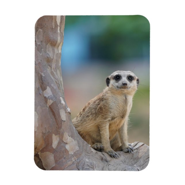 Imán Cute Meerkat Sat en el árbol (Vertical)