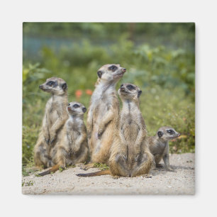 Imán Cute Meerkats