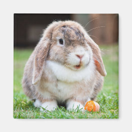 Imán Cute Mini Holland Lop Bunny Rabbit