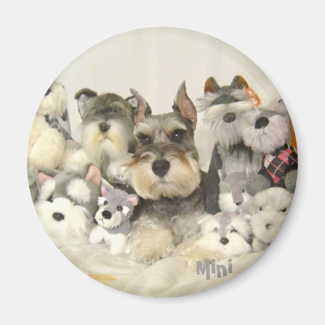 Imán CUTE Mini Schnauzer Magnet (Frente)