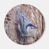 Cute Nuthatch Bird Magnet