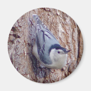 Imán Cute Nuthatch Bird Magnet
