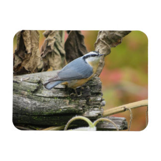 Imán Cute Nuthatch Magnet