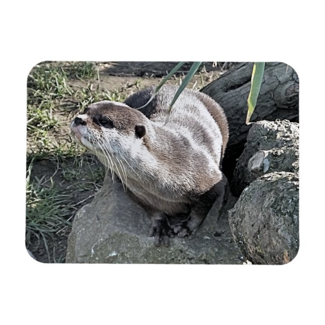 IMÁN CUTE OTTER  (Horizontal)