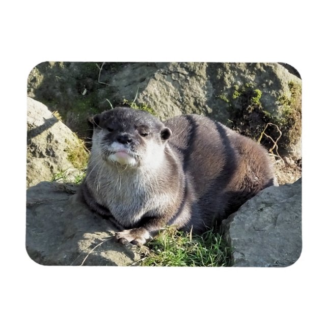 IMÁN CUTE OTTER (Horizontal)