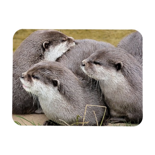 IMÁN CUTE OTTERS (Horizontal)