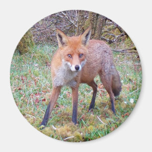 Imán Cute Red Fox Circle Magnet