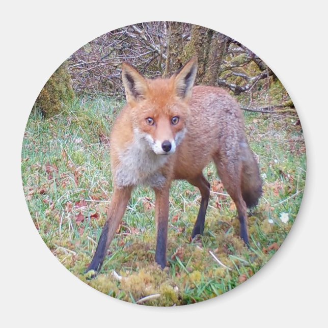 Imán Cute Red Fox Circle Magnet (Frente)