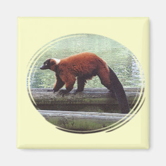 Imán Cute Rojo Rufado Lemur Rojo Cuello Blanco