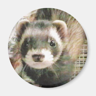 Imán Cute Sable Ferret