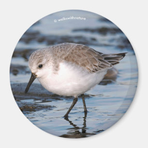 Imán Cute Sanderling Sandpiper Wanders Winter Shores