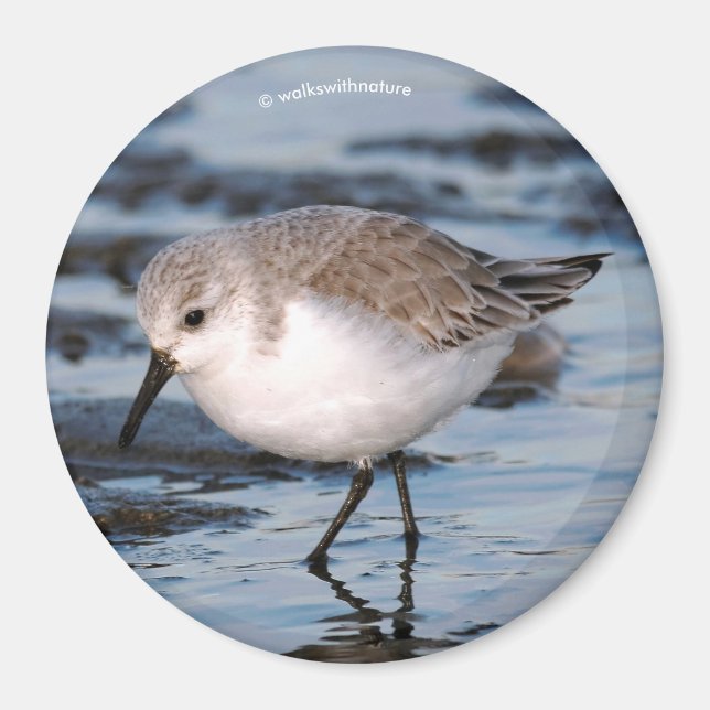 Imán Cute Sanderling Sandpiper Wanders Winter Shores (Frente)