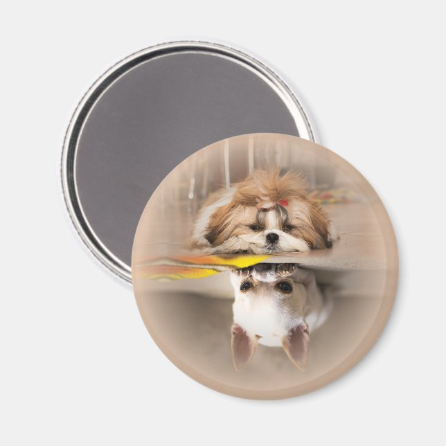 Imán Cute shih tzu y chihuahua (Anverso/Reverso)