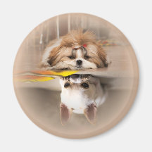 Cute shih tzu y chihuahua