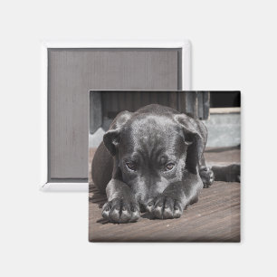 Imán Cute Shy Great Dane Puppy