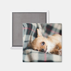 Imán Cute sonriente Chihuahua en blanco