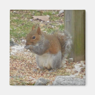 Imán Cute Squirrel Magnet