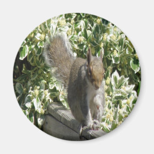Imán Cute Squirrel Magnet