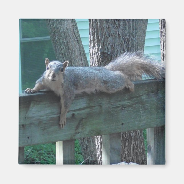 Imán Cute Squirrel Photograph Kitchen (Frente)