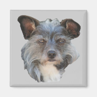 Imán Cute Terrier Raza Mixta Muelle Perro Magnet