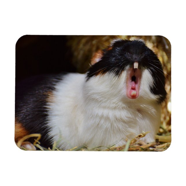 Imán Cute Tri-color Guinea Cerdo Yawning (Horizontal)