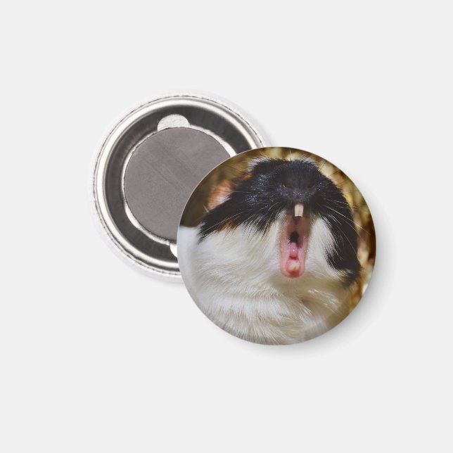 Imán Cute Tri-color Guinea Cerdo Yawning (Anverso/Reverso)