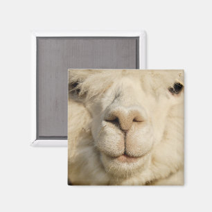 Imán Cute White Alpaca Face Close-up