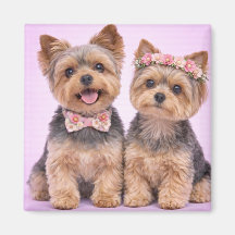 Cute Yorkshire Terrier Couple Valentine Magnet
