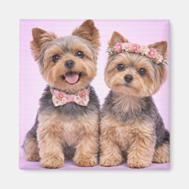 Imán Cute Yorkshire Terrier Couple Valentine Magnet