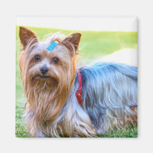 Imán Cute Yorkshire Terrier Dog Head Body Magnet