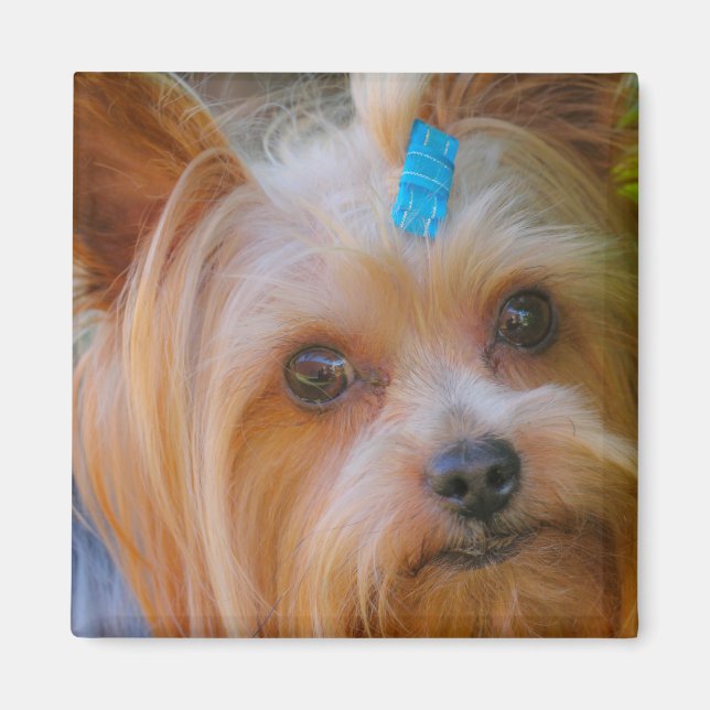 Imán Cute Yorkshire Terrier Dog Head Magnet (Frente)