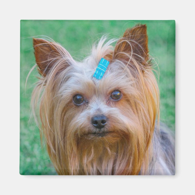 Imán Cute Yorkshire Terrier Dog Head Magnet (Frente)