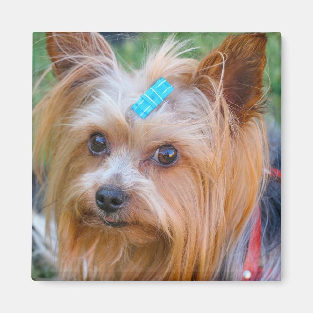 Imán Cute Yorkshire Terrier Dog Head Magnet (Frente)