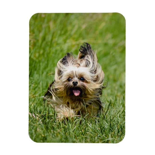 Imán Cute Yorkshire Terrier Running Through Grass (Vertical)
