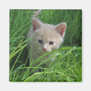 Imán Cuteness