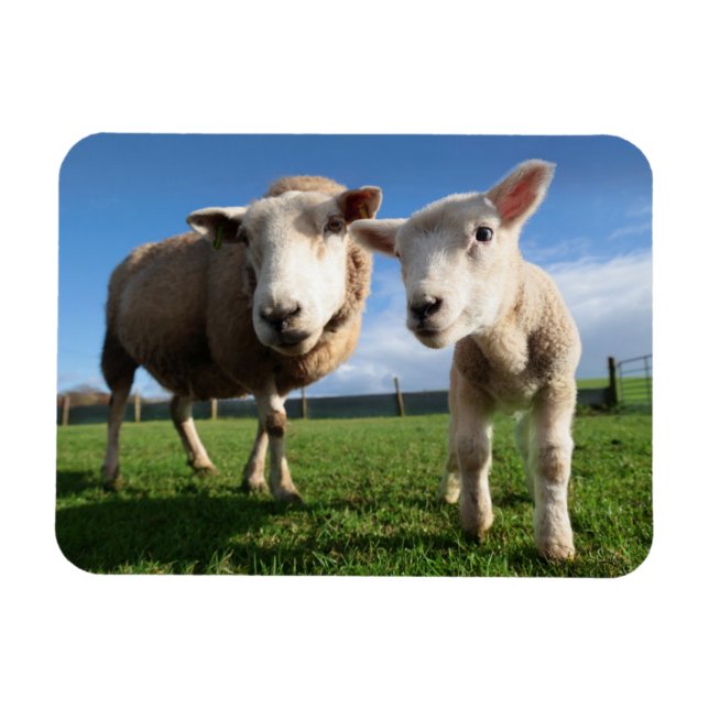 Imán Cutest Baby Animals | Newborn Lamb & Mama (Horizontal)