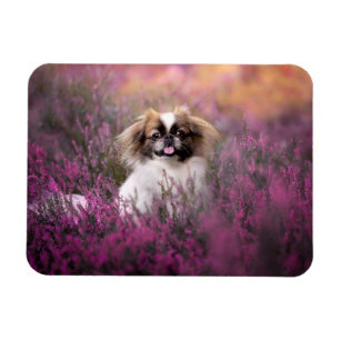 Imán Cutest Baby Animals   Pekingese Puppy