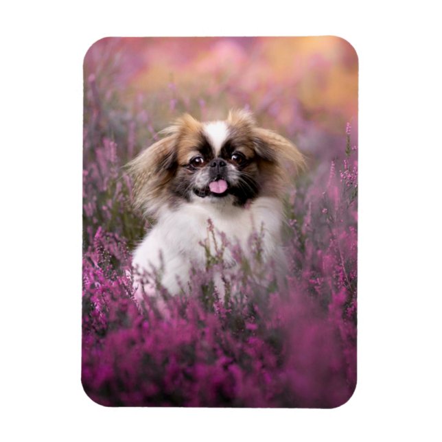 Imán Cutest Baby Animals | Pekingese Puppy (Vertical)