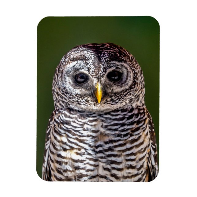 Imán Cutest Baby Animals | Tawny Owl (Vertical)