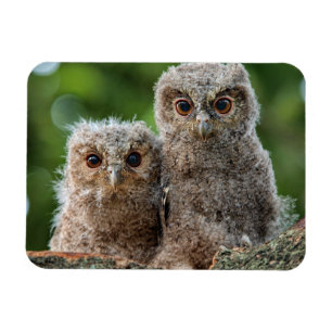 Imán Cutest Baby Animals   Two Young Owls