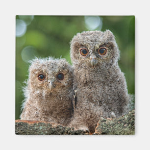 Imán Cutest Baby Animals   Two Young Owls