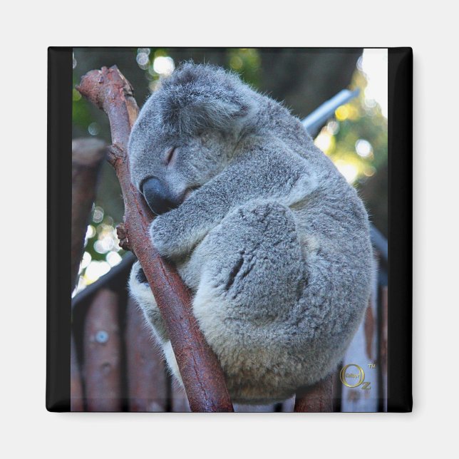 Imán Cutie Pie Koala (Frente)
